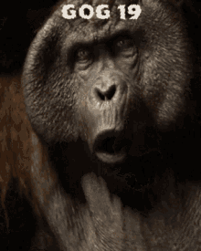 Gog Gog Monkey GIF - Gog Gog Monkey Gog Ape GIFs