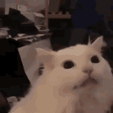 Cat Scream GIF - Cat Scream Cute Cat GIFs