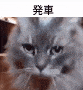 Cat Kitty GIF - Cat Kitty Departure GIFs