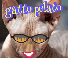 Gatto75 GIF - Gatto75 GIFs