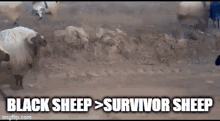 Survivor Sheep Black Sheep GIF - Survivor Sheep Black Sheep Wolfgame GIFs