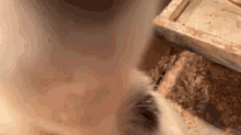 a close up of a hamster in a cage with shavings on the floor .
