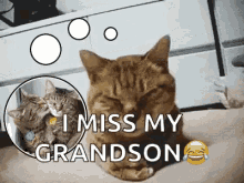 I Miss My Grandson Sad Cat GIF - I Miss My Grandson Sad Cat Sorrow GIFs