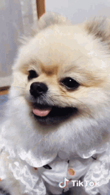Get To Work Cute GIF - Get To Work Cute Cute Dogs GIFs