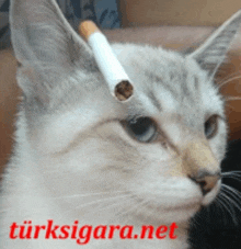 a cat with a cigarette in its ear and turksigara.net in red