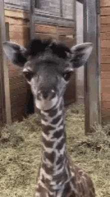 Giraffe Baby GIF - Giraffe Baby Cute GIFs