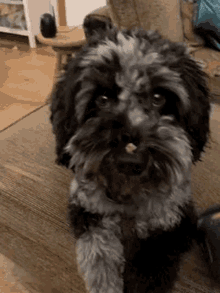 a small dog is sitting on a couch and looking at the camera .