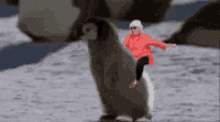 Penguin Grandma GIF - Penguin Grandma Riding Penguin GIFs