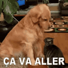 GIF