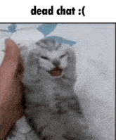 a cat is being held in a person 's hand and is making a face .