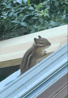 Hello There Good Morning GIF - Hello There Good Morning Chipmunk GIFs