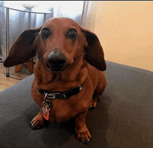 GIF #Funny #Favorite #Dog #Gifs, 2997500B – My r/FUNNY favs