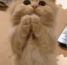 a cat is sitting on its hind legs and praying with its paws folded in front of a remote control .