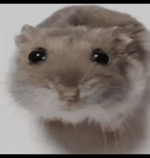 Sad Hamster Sad Hamster Meme GIF