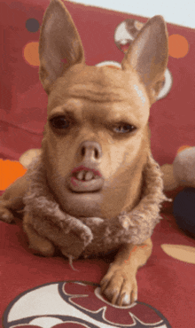 a small brown dog with a scarf around its neck laying on a bed