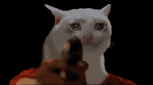 Crying Gun GIF - Crying Gun Cat GIFs