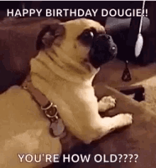 Happy Birthday Dougie Youre How Old GIF - Happy Birthday Dougie Youre How Old Dogs GIFs