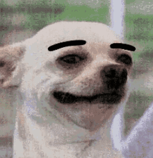 Dog Raise Eyebrows GIF - Dog Raise Eyebrows Cute GIFs
