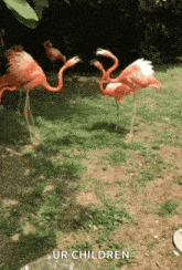 Flamingo Fight GIF