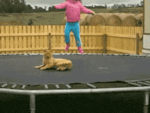 cute cat trampoline