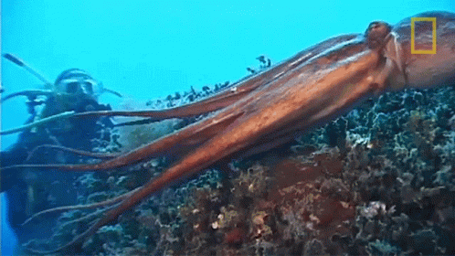 Comment gérer la morsure de l’eau ✯ ft. Jules Verne - Page 3 Squirting-ink-octopuses101
