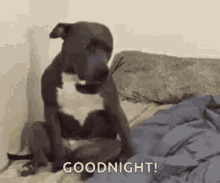 Dog Collapses GIF - Dog Collapses Goodnight GIFs