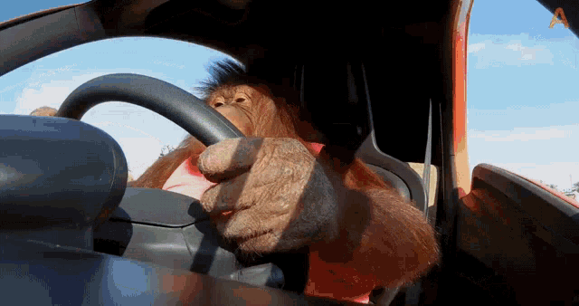 [Image: monkey-car.gif]