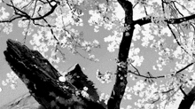Tree Blossom White GIF - Tree Blossom Blossom Tree GIFs