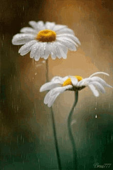 Daisy And Rain Daisy Duck GIF - Daisy And Rain Daisy Duck GIFs
