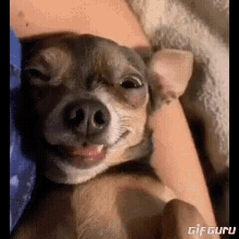 Chilling Puppy GIF