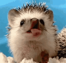 Funny Animals Hedgehog GIF