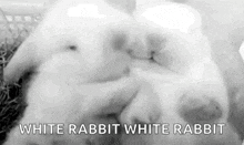 Rabbits Bunny GIF