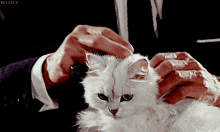 Cat Frown GIF - Cat Frown Cute GIFs