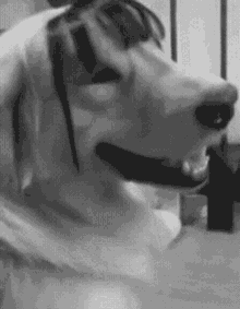 Emo Dog GIF - Emo Dog GIFs