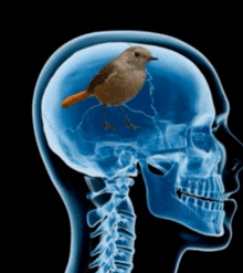 an x-ray of a skull with a bird on top