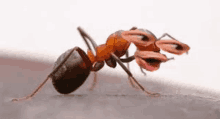 Ant Pog GIF - Ant Pog GIFs