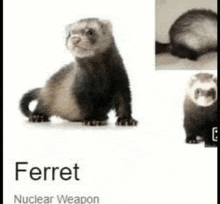 a ferret is sitting on a white surface next to a picture of another ferret .