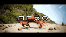 ᄆᄃᄎᄋ Crab GIF - ᄆᄃᄎᄋ Crab Crab Dance GIFs
