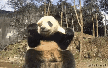 Food Will Make You Do Some Things GIF - Panda Eating GIFs