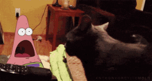 Cat Kitty GIF - Cat Kitty Surprised GIFs