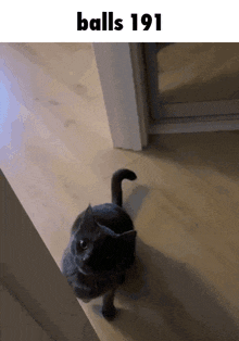 a cat is standing on a wooden floor with the text balls 191 above it