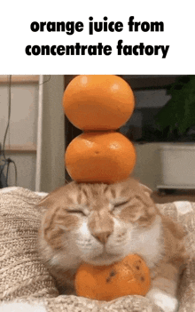 Cat Orange GIF - Cat Orange GIFs