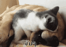 แมวหมา หมาแมว GIF - Dog Cat Dog And Cat Cute GIFs