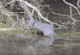 an otter is swimming in a body of water