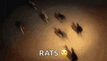 a bunch of rats are walking in a dark room with the words rats written on the bottom .