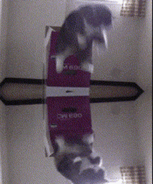 Cat Generator Cat Stealer GIF - Cat Generator Cat Stealer Infinity Cats GIFs