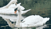 Swans GIF - Swans Swan GIFs