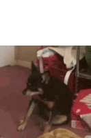 a dog is laying on the floor in a room next to a suitcase .