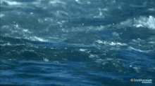 A Wild Seal Appears GIF - Seal Bobbing Ocean GIFs