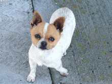 a small brown and white dog is standing on a sidewalk